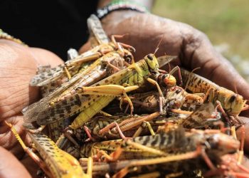 Θα τρώμε μπιφτέκι ακρίδας και σουτζουκάκια γρύλου – Εγκρίνονται τα έντομα ως τρόφιμα στην ΕΕ