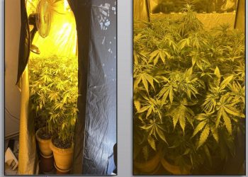 Εντοπίστηκε στα Τρίκαλα πλήρως εξοπλισμένο εργαστήριο υδροπονικής καλλιέργειας κάνναβης