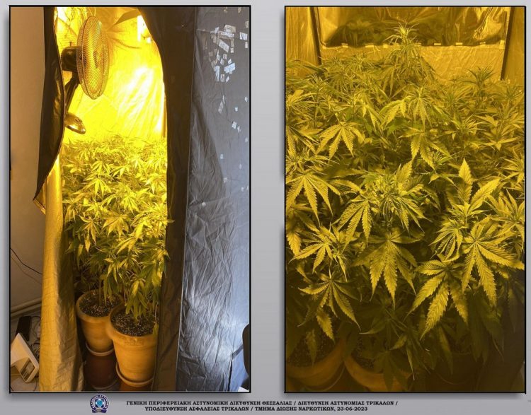 Εντοπίστηκε στα Τρίκαλα πλήρως εξοπλισμένο εργαστήριο υδροπονικής καλλιέργειας κάνναβης