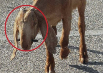 Αθωώθηκε ο κτηνοτρόφος που συνελήφθη για κακοποίηση ζώων – Έδενε τα στόματα κατσικιών για να μην θηλάζουν