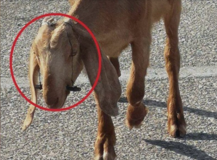 Αθωώθηκε ο κτηνοτρόφος που συνελήφθη για κακοποίηση ζώων – Έδενε τα στόματα κατσικιών για να μην θηλάζουν