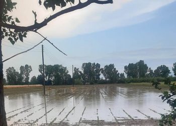 Ζημιές από βροχοπτώσεις Μαΐου – Ιουνίου σε νεοσπαρθείσες βαμβακοκαλλιέργειες