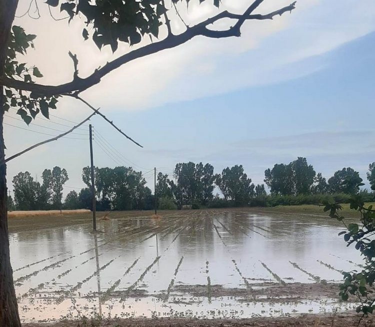 Ζημιές από βροχοπτώσεις Μαΐου – Ιουνίου σε νεοσπαρθείσες βαμβακοκαλλιέργειες