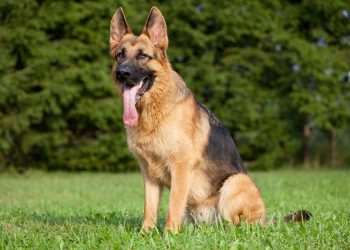 Δωρεάν στειρώσεις για δεσποζόμενα ζώα κτηνοτρόφων στον Δήμο Μουζακίου