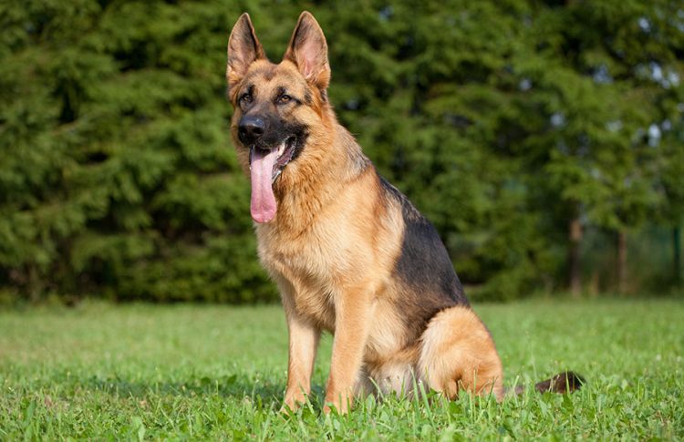 Δωρεάν στειρώσεις για δεσποζόμενα ζώα κτηνοτρόφων στον Δήμο Μουζακίου