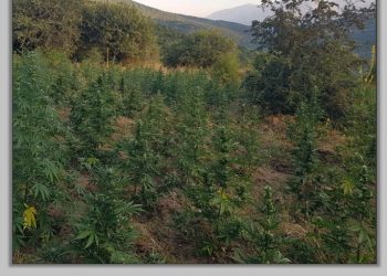 Καλλιεργούσαν 3.680 δενδρύλλια κάνναβης με ύψος πάνω από 1,5 μέτρο στον Τύρναβο