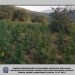 Καλλιεργούσαν 3.680 δενδρύλλια κάνναβης με ύψος πάνω από 1,5 μέτρο στον Τύρναβο