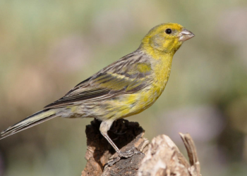 Το πτηνό που θα διαλέξεις θα σου αποκαλύψει πώς αντιμετωπίζεις τα προβλήματά σου