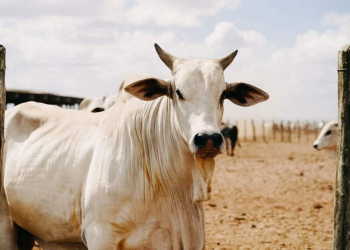 Αυτή είναι η πιο ακριβή αγελάδα του κόσμου – Δείτε πόσο κοστολογείται