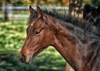 Χειροπέδες σε 30χρονο για ζωοκτονία και πρόστιμο 60.000 ευρώ