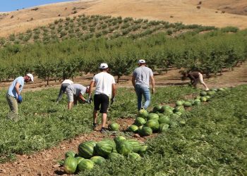 Επιστροφή πιστωτικών υπολοίπων για εργάτες γης που αμείβονται με εργόσημο