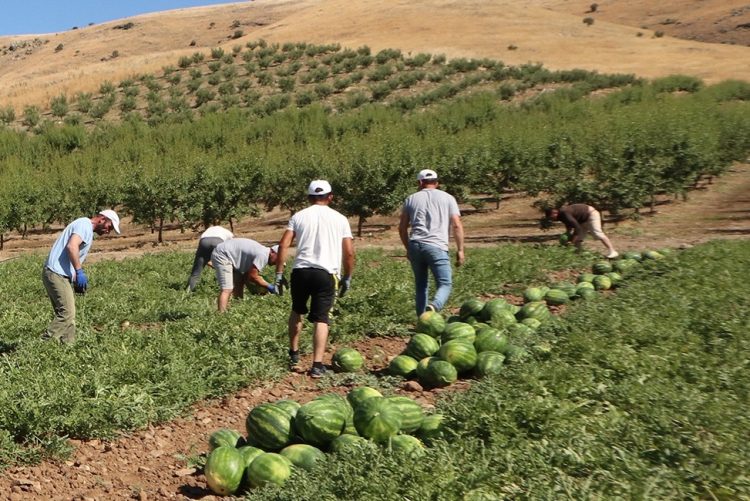Επιστροφή πιστωτικών υπολοίπων για εργάτες γης που αμείβονται με εργόσημο
