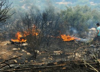 Πρώτος απολογισμός του ΕΛΓΑ για τις καταστροφές από τις πυρκαγιές σε φυτικό και ζωικό κεφάλαιο στην Θεσσαλία