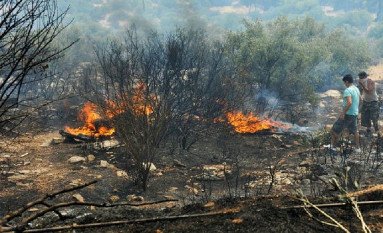 Πρώτος απολογισμός του ΕΛΓΑ για τις καταστροφές από τις πυρκαγιές σε φυτικό και ζωικό κεφάλαιο στην Θεσσαλία