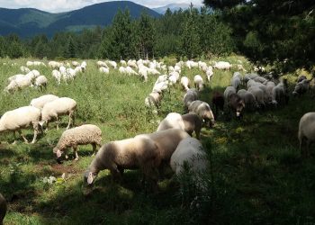 Η απόλυτη καταστροφή για τους κτηνοτρόφους – Χιλιάδες ζώα νεκρά
