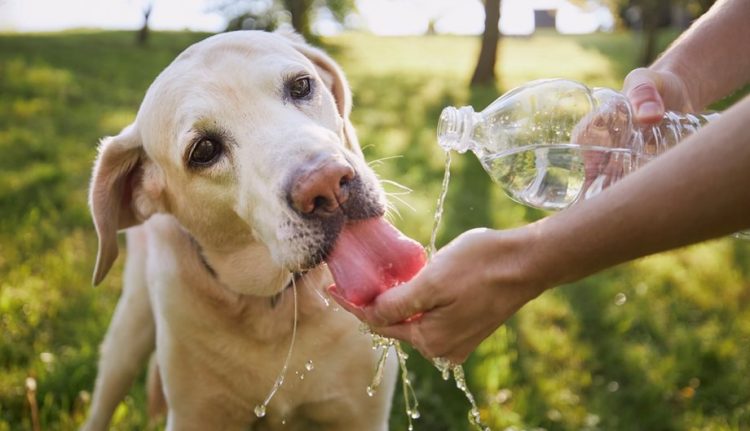 Οδηγίες προστασίας για τα ζώα εργασίας και τα ζώα συντροφιάς σε συνθήκες καύσωνα