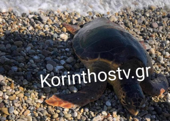 Δεύτερη νεκρή χελώνα καρέτα-καρέτα μέσα λίγες ώρες σε παραλία