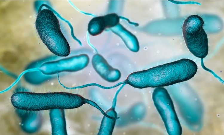 Τρεις θάνατοι στις ΗΠΑ από βακτήρια που «τρώνε τη σάρκα»