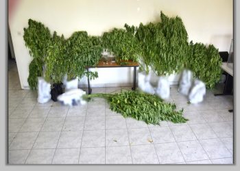 ΣΟΦΑΔΕΣ | Καλλιεργούσε 25 χασισόδεντρα στην αυλή του σπιτιού του