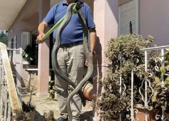 Φίδι που ξεπερνά τα 2,5 μέτρα βγήκε μέσα από τα νερά του Παλαμά