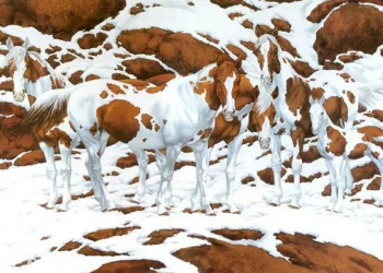 Οπτική ψευδαίσθηση: Πόσα άλογα μπορείτε να βρείτε;