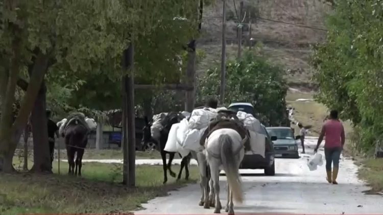 Με άλογα μεταφέρουν τρόφημα και είδη πρώτης ανάγκης