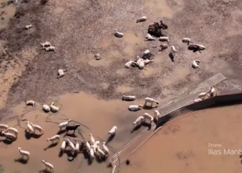 Απέραντο νεκροταφείο ζώων ο θεσσαλικός κάμπος – Αποκαρδιωτικό βίντεο