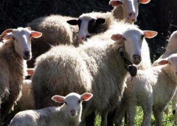 Χρειάζονται 30 εκατ. ευρώ για ζωοτροφές στην Θεσσαλία