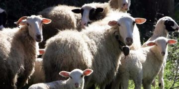 Πρόβατα έφαγαν… 100 κιλά κάνναβης