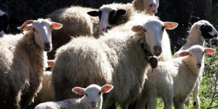 Πρόβατα έφαγαν… 100 κιλά κάνναβης