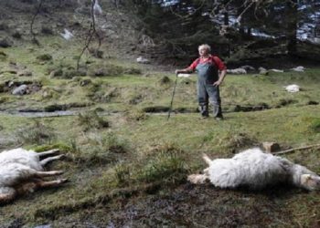 Ξεκίνησε η περισυλλογή νεκρών ζώων