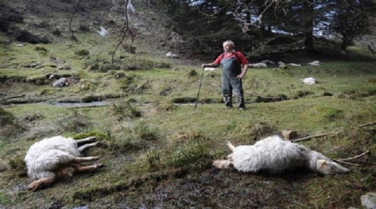 Ξεκίνησε η περισυλλογή νεκρών ζώων