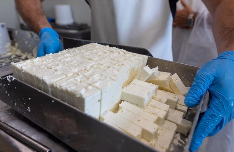 Θεσσαλοί τυροκόμοι: Tεράστια η καταστροφή – Οι προτάσεις στήριξης του κλάδου και των κτηνοτρόφων