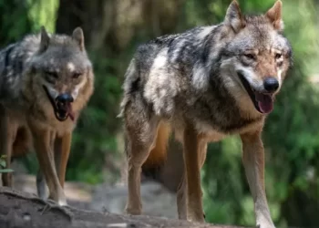 Αγέλες λύκων αποδεκατίζουν κοπάδια στα Άγραφα