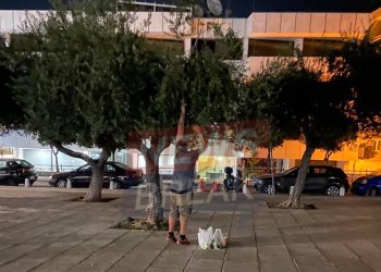 Απελπισία με την ακρίβεια στο ελαιόλαδο – Πολίτες βγήκαν στο… κέντρο της Αθήνας να μαζέψουν ελιές