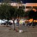 Απελπισία με την ακρίβεια στο ελαιόλαδο – Πολίτες βγήκαν στο… κέντρο της Αθήνας να μαζέψουν ελιές