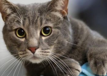 Κτηνωδία: Δηλητηρίασαν δώδεκα γάτες