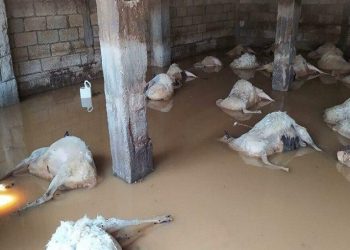 Η Πανελλαδική Φιλοζωική και Περιβαλλοντική Ομοσπονδία ζητά πρωτόκολλα ασφαλείας για τα ζώα σε περίπτωση φυσικών καταστροφών