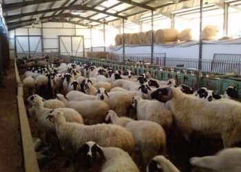 Δωρεάν οι μελέτες για τις κτηνοτροφικές εγκαταστάσεις της Θεσσαλίας – 100% κάλυψη ζωικού κεφαλαίου
