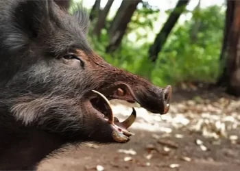 Αγριογούρουνα έφαγαν …κολώνα της ΔΕΗ (φωτό)