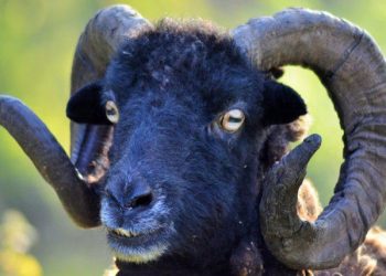 Κριάρι τραυμάτισε 93χρονη πυρόπληκτη