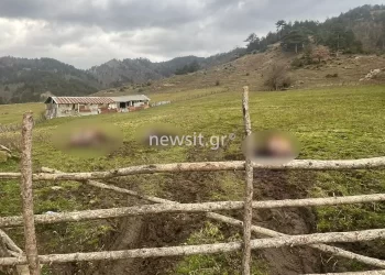 Σοκάρει ο κτηνίατρος που εξέτασε τα νεκρά άλογα – «Αφαιρέθηκαν με χειρουργική ακρίβεια 750 κιλά κρέας»