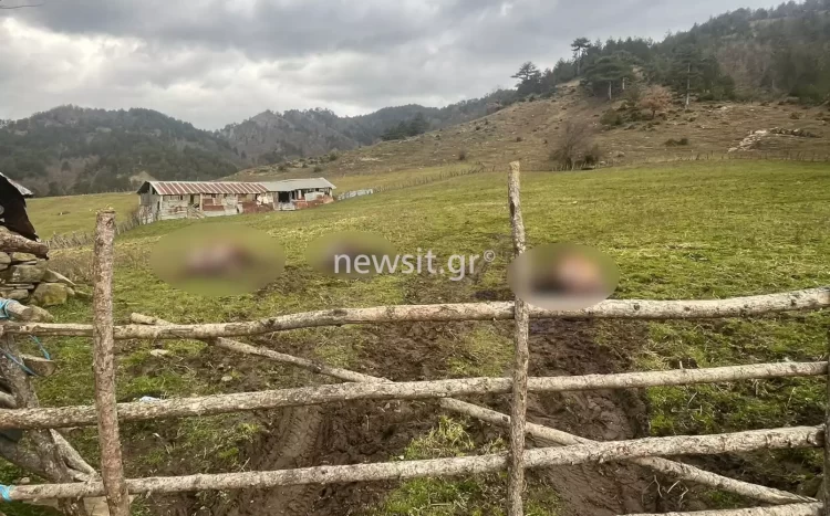 Σοκάρει ο κτηνίατρος που εξέτασε τα νεκρά άλογα – «Αφαιρέθηκαν με χειρουργική ακρίβεια 750 κιλά κρέας»