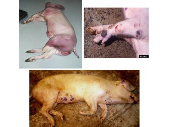 Ενημέρωση για εστίες Αφρικανικής Πανώλους των χοίρων