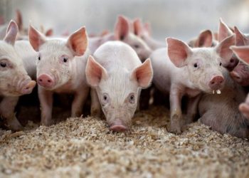 Υποχρεωτική δήλωση των οικόσιτων χοίρων στην Κτηνιατρική Υπηρεσία