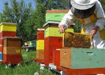 Προστασία των μελισσών από χημικούς ψεκασμούς