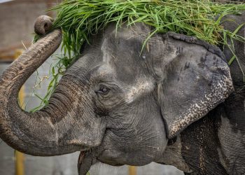Ελέφαντας σκότωσε αγόρι σε ζωολογικό κήπο