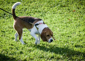 Eπιστήμονες εκπαιδεύουν σκύλους για να ανιχνεύουν προβλήματα ψυχικής υγείας των ανθρώπων