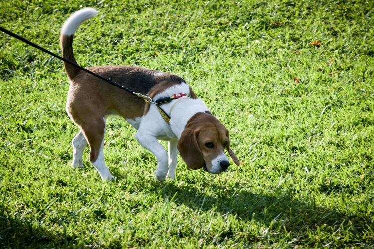 Eπιστήμονες εκπαιδεύουν σκύλους για να ανιχνεύουν προβλήματα ψυχικής υγείας των ανθρώπων
