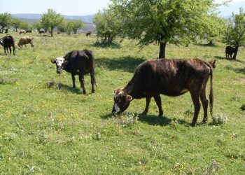 Επιδοτήσεις: Δεν έχει τέλος το «πάρτι» – «Τρέχει και δεν φθάνει» το υπουργείο
